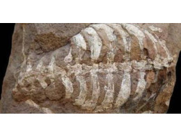turtle-ancestor.jpg