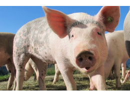 pig-650x427.jpg