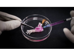 rat-biolimb-650x366.jpg