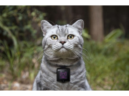 Whiskas-Catstacam-650x433.jpg
