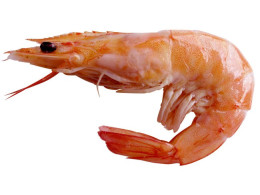 2_shrimps-650x366.jpg