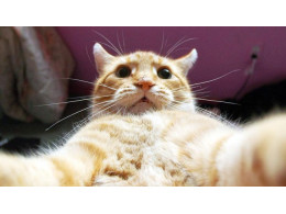 animal-selfies-650x366.jpg