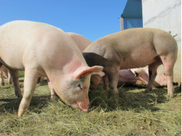 pigs-650x488.jpg