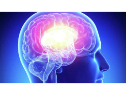 brain.jpg