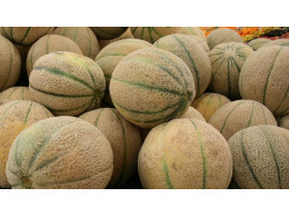 1_Cantaloupe-650x366.jpg