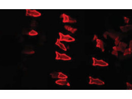 microfish-bloodstream-2015-08-27-01-650x399.jpg