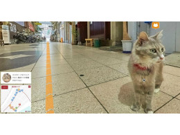 catz-650x334.jpg