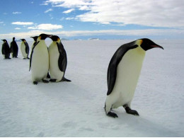 penguin.jpg