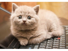 cat_13.jpg
