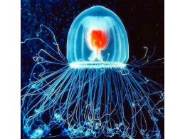 Turritopsis dohrnii immortal jellyfish.png