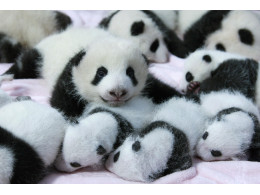 Panda-Cubs-pixanews-1.jpg