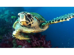 turtle_0.jpg