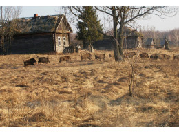 Wild-boar-in-former-village-ValeriyYurkores.jpg
