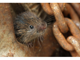 prairie vole4.jpg
