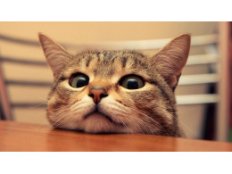кошка.jpg
