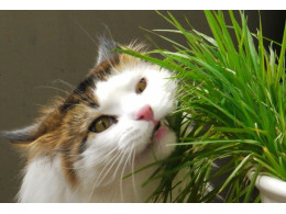 кошка.jpg