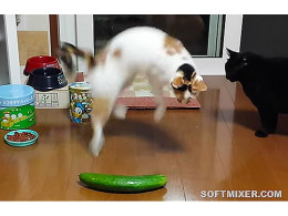 sourcefed--4404--people-are-scaring-cats-with-cucumbers--1447900032--large.thumb_thumb[13].jpg