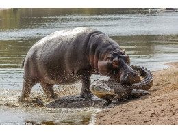 hypo-attack-crocodile-1.jpg