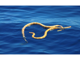 short-nosed-sea-snakes.jpg