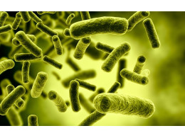 Que-son-las-bacterias-nitrificantes-3.jpg