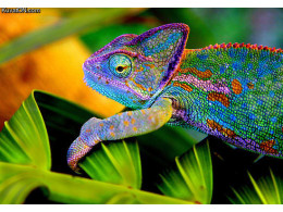 chameleon.jpg