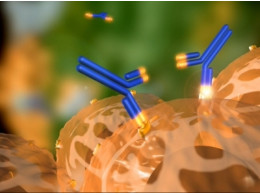 autoimmunnoe.jpg