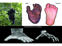 foot_skeleton_of_ar._ramidus_600.jpg
