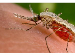 zika.jpg