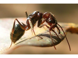 OdontomachusWynaad.jpg