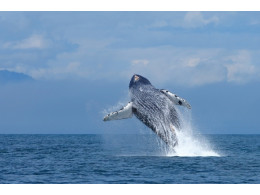 whale-foto.jpg