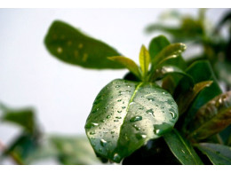 Leaf-L.jpg