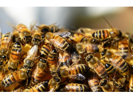 4178d1e-honey-bees-326334-1280.jpg