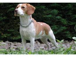 beagle3.jpg