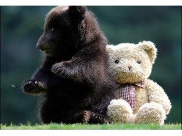 bears-bears-94.jpg