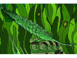 Tullimonstrum_gregarium.jpg
