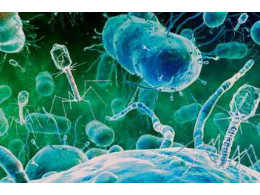 bacteriophage.jpg