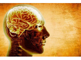 brain_1.jpg