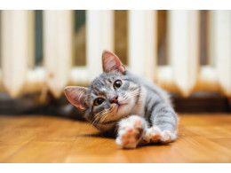 shutterstock_228496498.jpg