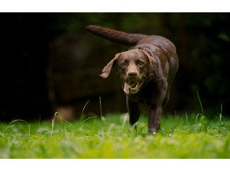 big-pics-of-dogs-wallpaper.jpg