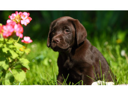 labrador.jpg