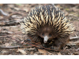 Short-beaked-Echidna-Credit-KristianBell-459046141.jpg