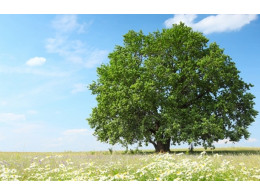 green.jpg