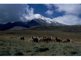 Chimborazo2004.jpg