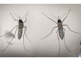 zika1623.jpg