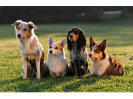 all-dogs-training.jpg