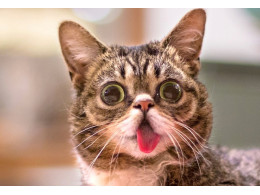 9976eb1de5e5afc3d1d0fbe35777c932_lilbub.jpg