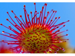 sundew_plant_close_up_106543_640x960.jpg