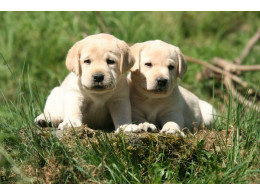 animals dogs puppies labrador retriever 2356x1571 wallpaper_wallpaperswa.com_34.jpg