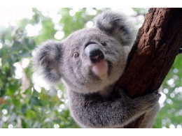 koala15.jpg
