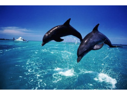 delfin.jpg